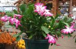 სურათი საშობაო Cactus, ვარდისფერი ხის კაქტუსი