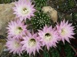 fénykép Bogáncs Földgolyó, Fáklya Kaktusz, rózsaszín 