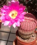 fotografie Ježko Kaktus, Čipky Kaktus, Dúha Kaktus, ružová 