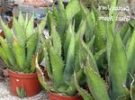 Foto Američko Stoljeće Biljka, Pita, Šiljcima Aloe, bijela sukulenti