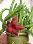 fotografie Rostlina Zdechlina, Hvězdice Květina, Hvězdice Kaktus, červená sukulenty
