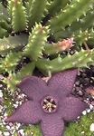 სურათი ლეში ქარხანა, Starfish ყვავილების, Starfish Cactus, მეწამული წვნიანი