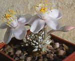 Photo Anacampseros, white succulent