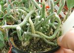 Photo Anacampseros, bán succulent