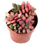 Photo Anacampseros, pink succulent