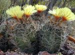 Foto Astrophytum, gul ørken kaktus