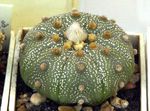 снимка Astrophytum, жълт пустинен кактус
