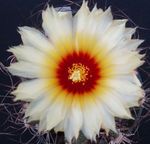 Foto Astrophytum, balts tuksnesis kaktuss