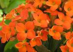 fotografija Kalanchoe, oranžna sukulenti