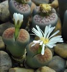 Photo Pebble Plants, Living Stone, white succulent