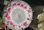 снимка Стара Дама Кактус, Mammillaria, розов пустинен кактус