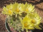 Foto Starica Kaktus, Kaktusa Mammillaria, žuta 
