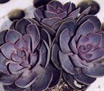 Photo Hens & Chicks, Mexican Snowball, orange succulent