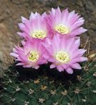 Foto Acanthocalycium, pink ørken kaktus
