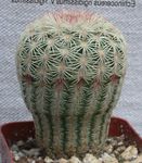 foto Acanthocalycium, bianco il cactus desertico