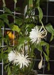 fénykép Szíj Kaktusz, Orchidea Kaktusz, fehér 