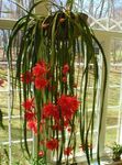 fénykép Szíj Kaktusz, Orchidea Kaktusz, piros 