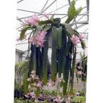 Foto Sonne Kaktus, rosa kakteenwald
