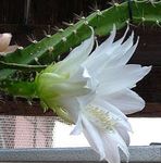 снимка Слънце Кактус, бял лесен кактус
