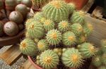 снимка Copiapoa, жълт пустинен кактус