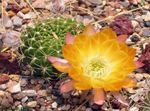 Фото Лобивия, желтый кактус пустынный