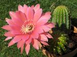 სურათი Cob Cactus, ვარდისფერი უდაბნოში კაქტუსი