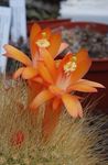 fotografie Matucana, oranžový pouštní kaktus