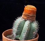 zdjęcie Melocactus, różowy pustynny kaktus