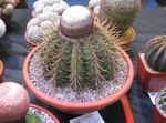 სურათი თურქები ხელმძღვანელი Cactus, ვარდისფერი უდაბნოში კაქტუსი