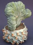 zdjęcie Myrtillocactus, biały leśny kaktus