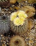 fénykép Neoporteria, sárga sivatagi kaktusz