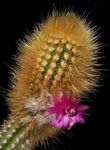 снимка Oreocereus, розов пустинен кактус