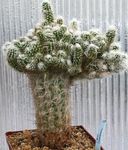 Fil Oreocereus, rosa ödslig kaktus