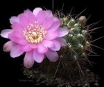 fénykép Sulcorebutia, fehér sivatagi kaktusz