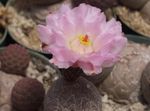 φωτογραφία Tephrocactus, ροζ κάκτος της ερήμου