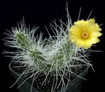 Foto Tephrocactus, dzeltens tuksnesis kaktuss