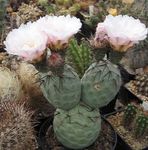 Foto Tephrocactus, bijela pustinjski kaktus