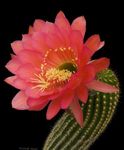 zdjęcie Gatunków Trichocereus, czerwony pustynny kaktus