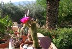 снимка Trichocereus, розов пустинен кактус