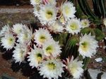 foto Trichocereus, bianco il cactus desertico