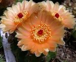 Foto Ball Cactus, naranja cacto desierto