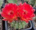 Foto Ball Cactus, rojo cacto desierto