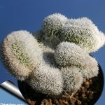 foto Haageocereus, roze woestijn cactus