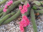 Fil Haageocereus, rosa ödslig kaktus