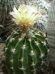 fénykép Hamatocactus, sárga sivatagi kaktusz