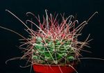 Foto Hamatocactus, dzeltens tuksnesis kaktuss