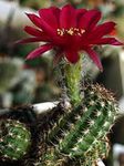 Фото Хамецереус, бордовый кактус пустынный