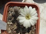 Фото Хамецереус, белый кактус пустынный