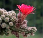 foto Peanut Cactus, rosa cacto do deserto