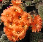 Foto Erdnuss-Kaktus, orange wüstenkaktus